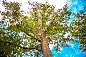 Best Tree Trimming and Pruning  in San Dimas, CA