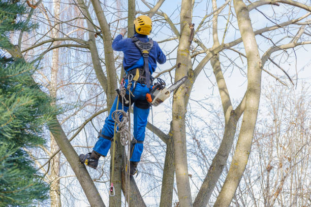 Best Palm Tree Trimming  in San Dimas, CA