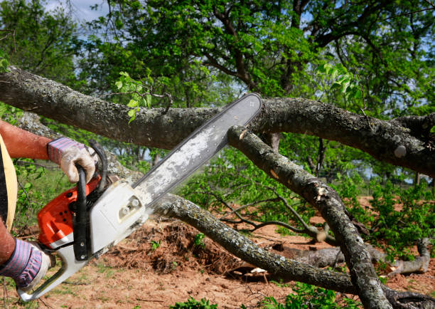 Best Utility Line Clearance  in San Dimas, CA