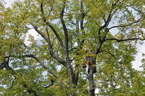 How Our Tree Care Process Works  in  San Dimas, CA